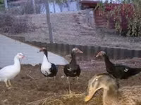 Domestic Muscovy — photo 3