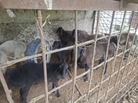 Ram, Sheep — photo 5