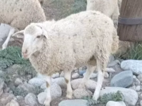Sheep, Sheep — Kazakhstan
