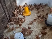 Chickens — عکس 3