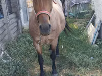 Mare, Horses — photo 1