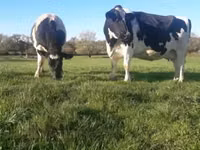 Bò cái, Giống Holstein — ảnh 1
