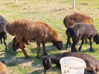 Baran, Rhon sheep — zdjęcie 1