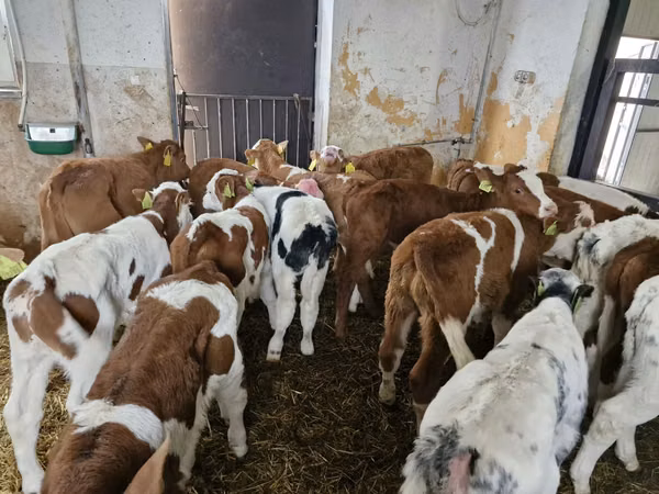 Bull, Simmental cattle — Poland