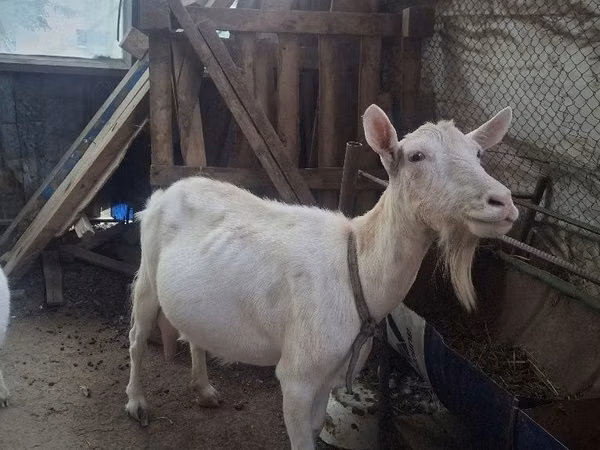 Ged, Saanen goat — Kasakhstan