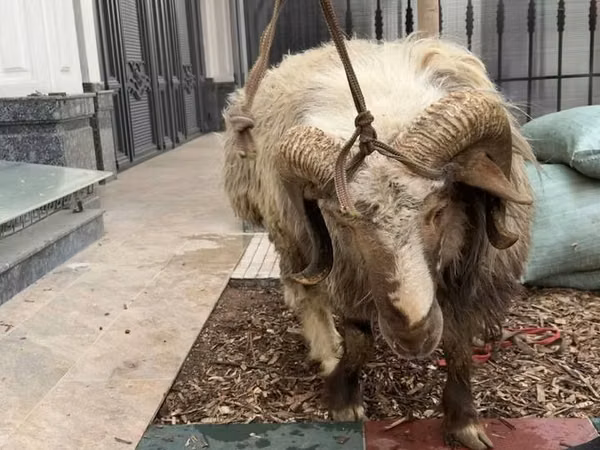 Ram, Sheep — Uzbekistan