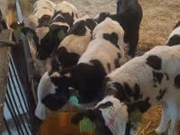Cattle (batch, sex not specified), Russian Black pied cattle — photo 3