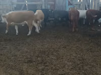 सांड, Simmental cattle — फ़ोटो 3