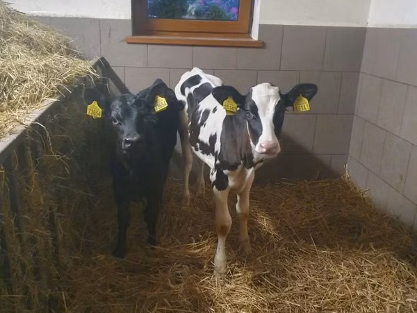 Vacă, Bovine