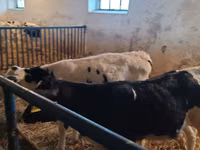 Bull, Russian Black pied cattle — photo 2