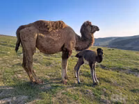 شتر نر, Kazakh Bactrian camel — عکس 5
