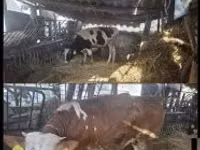 सांड, गोलस्टीन नस्ल — फ़ोटो 4