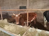 Կով, Latvian Blue cattle — լուսանկար 3
