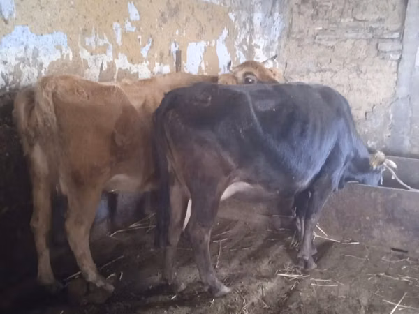 गाय, भूरा लातवियाई