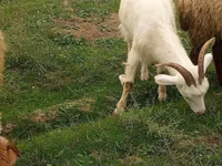 Cabra, Saanen goat — foto 1