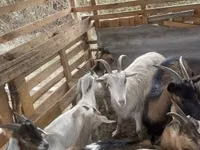 Kambing jantan, Goats — foto 4