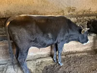 Bull, Swiss cattle — photo 2