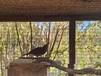 Quails — عکس 3