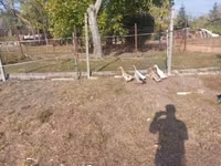 Ducks — புகைப்படம் 4