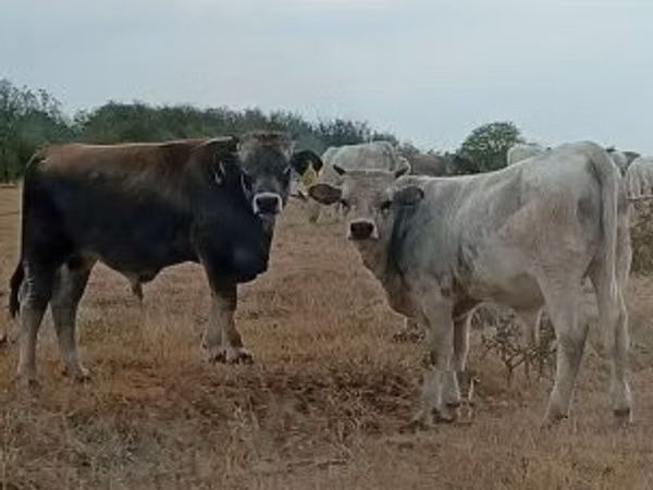 Bull, Charolais cattle