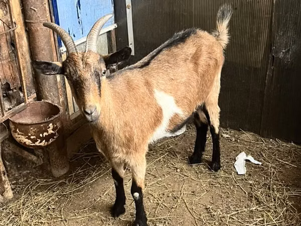 Nőstény kecske, Alpine goat