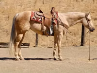 Kobila, Quarter Horse — fotografija 8