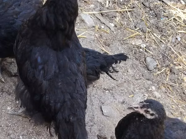 Chickens — আজারবাইজান