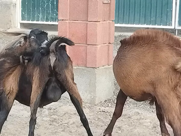 Kozel, Beetal goats