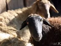 Kambing jantan, Sheep — foto 2
