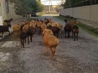 Koç, Koyunlar — foto 1