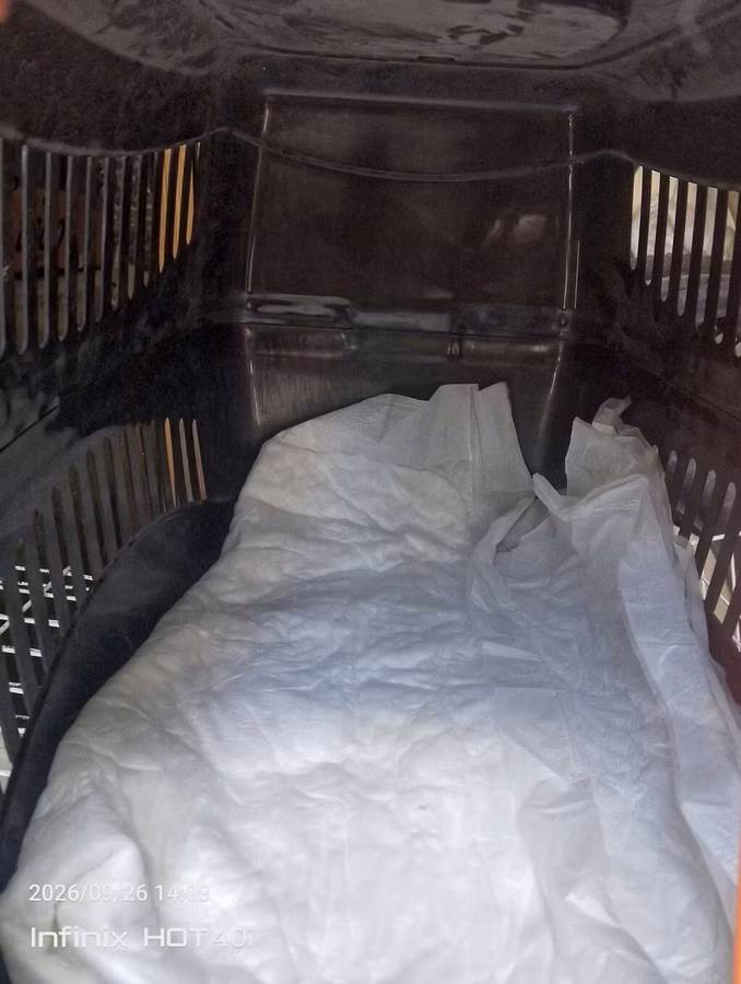 Plastik heyvan daşıma konteyneri - Ölçü: orta həcm (pişik, kiçik it