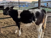 Cattle (batch, sex not specified), Belgian Blue — photo 5