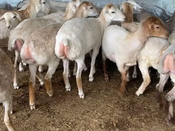 Pecora, Pecore — Azerbaigian