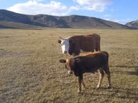 Cow, Cattle — photo 3