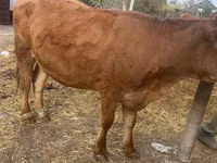 Cow, Swiss cattle — photo 2