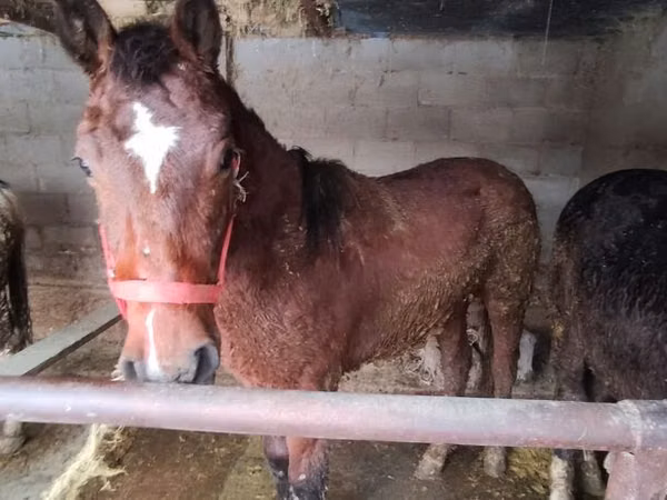 Cavalo, Cavalos — Quirguistão