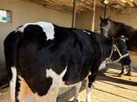 ላም, Russian Black pied cattle — ፎቶ 6