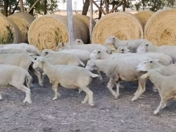 قوچ, Ile-de-France sheep