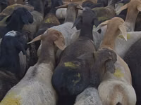 የጎትት አውራ በግ, Hissar sheep — ፎቶ 5