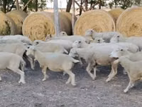 Қошқар, Ile-de-France sheep — 1-сурет
