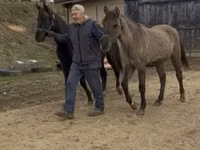 Mare, Rocky Mountain Horse — photo 2