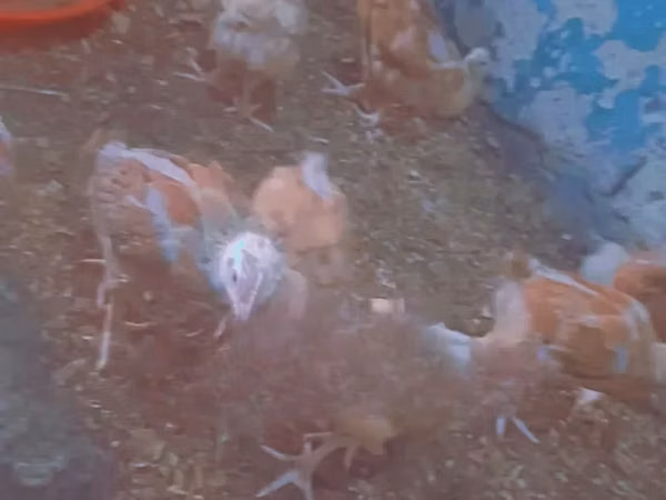 Chickens — Ghana