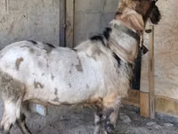 بز نر, Nubian Goat — عکس 2