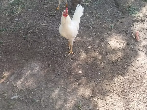 Chickens — Kyrgyzstan