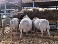 Ovan, Dorper sheep — fotografija 4