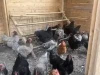 آسترالورپ — عکس 2