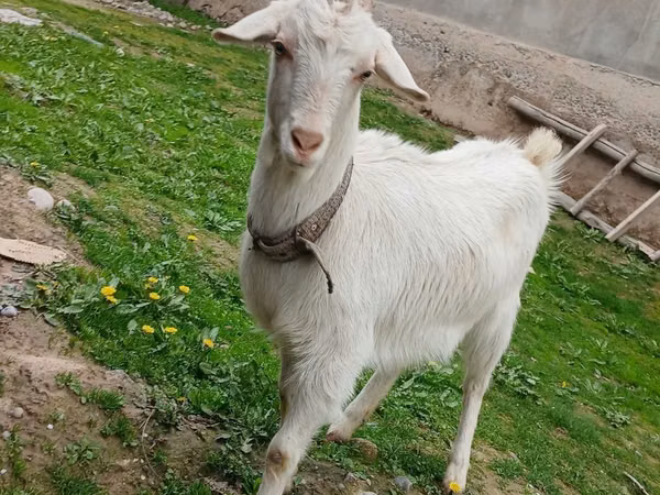 Goat, Goats — Uzbekistan