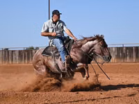 Адуу, Quarter Horse — 8 зураг