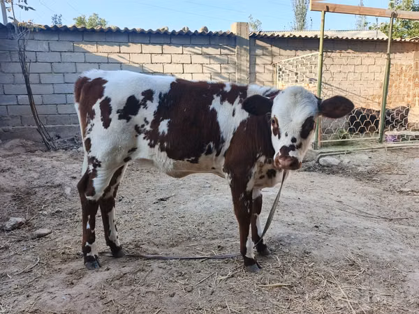 Krava, Simmental cattle