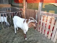 Billy Goat, Boer goat — photo 2
